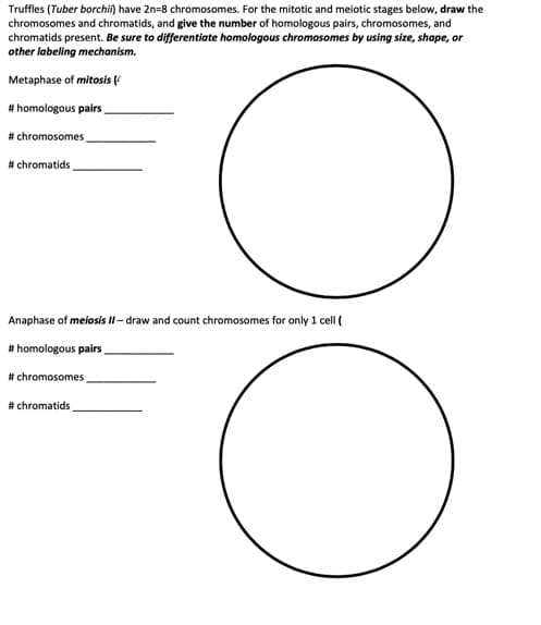 Truffles (Tuber borchi) have 2n=8 chromosomes. For the mitotic and meiotic stages below, draw the
chromosomes and chromatids, and give the number of homologous pairs, chromosomes, and
chromatids present. Be sure to differentiate homologous chromosomes by using size, shape, or
other labeling mechanism.
Metaphase of mitosis (
# homologous pairs
# chromosomes
# chromatids
Anaphase of meiosis II – draw and count chromosomes for only 1 cell (
# homologous pairs
# chromosomes
# chromatids
