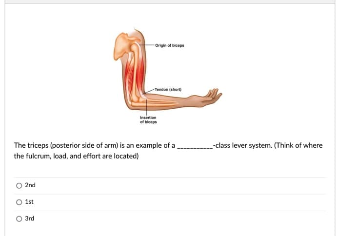 - Origin of biceps
-Tendon (short)
Insertion
of biceps
The triceps (posterior side of arm) is an example of a
_-class lever system. (Think of where
the fulcrum, load, and effort are located)
O 2nd
O 1st
O 3rd
