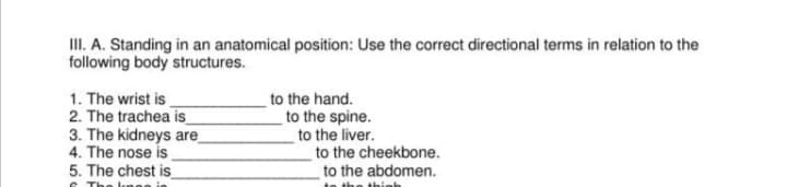 III. A. Standing in an anatomical position: Use the correct directional terms in relation to the
following body structures.
1. The wrist is.
2. The trachea is
3. The kidneys are
4. The nose is
5. The chest is
to the hand.
to the spine.
to the liver.
to the cheekbone.
to the abdomen.
