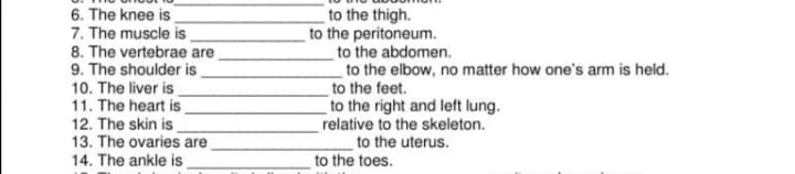 6. The knee is
7. The muscle is
8. The vertebrae are
9. The shoulder is
10. The liver is
11. The heart is
to the thigh.
to the peritoneum.
to the abdomen.
to the elbow, no matter how one's arm is held.
the feet.
to the right and left lung.
relative to the skeleton.
12. The skin is
13. The ovaries are
14. The ankle is
to the uterus.
to the toes.
