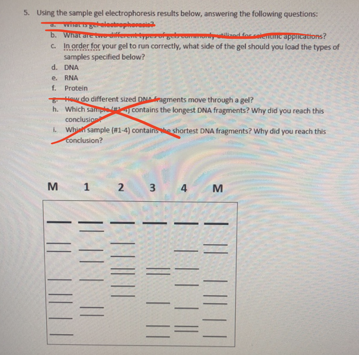 5. Using the sample gel electrophoresis results below, answering the following questions:
d. wihat s gereleetrophoresis?
b. What aret diferenttpe ytilizad fareeiennc applications?
c. In order for your gel to run correctly, what side of the gel should you load the types of
samples specified below?
d. DNA
e. RNA
f.
Protein
How do different sized DNAragments move through a gel?
h. Which sample
contains the longest DNA fragments? Why did you reach this
conclusion
Which sample (#1-4) contains he shortest DNA fragments? Why did you reach this
conclusion?
i.
M
1
2
3.
M
| || ||| ||
| ||| |
|||
| | ||
|| || | ||
| || ||| ||
4-
