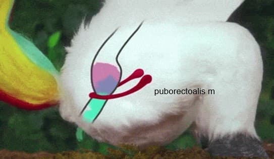 puborectoalis m

