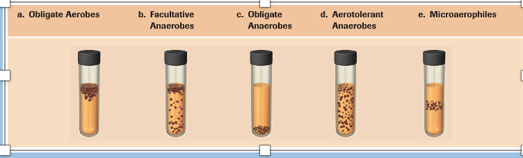 Obligate Aerobes
b. Facultative
c. Obligate
d. Aerotolerant
e. Microaerophiles
a.
Anaerobes
Anaerobes
Anaerobes
