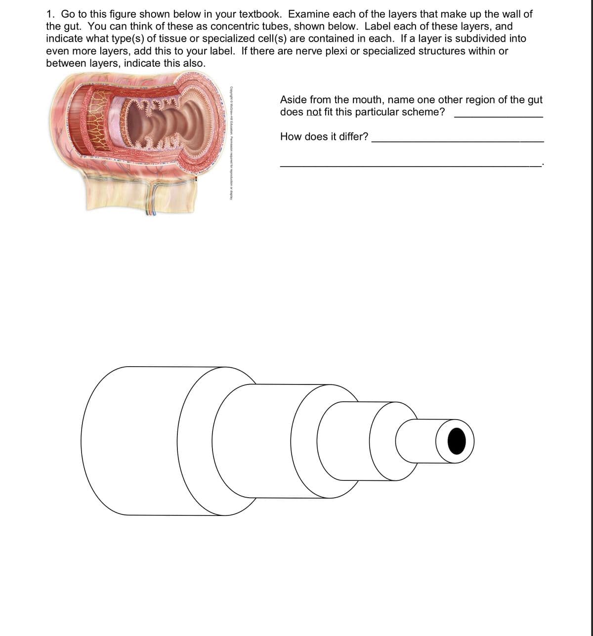 1. Go to this figure shown below in your textbook. Examine each of the layers that make up the wall of
the gut. You can think of these as concentric tubes, shown below. Label each of these layers, and
indicate what type(s) of tissue or specialized cell(s) are contained in each. If a layer is subdivided into
even more layers, add this to your label. If there are nerve plexi or specialized structures within or
between layers, indicate this also.
Aside from the mouth, name one other region of the gut
does not fit this particular scheme?
How does it differ?
(CCCO
Copyright © McGraw-H Education. Permission required for reproductio
