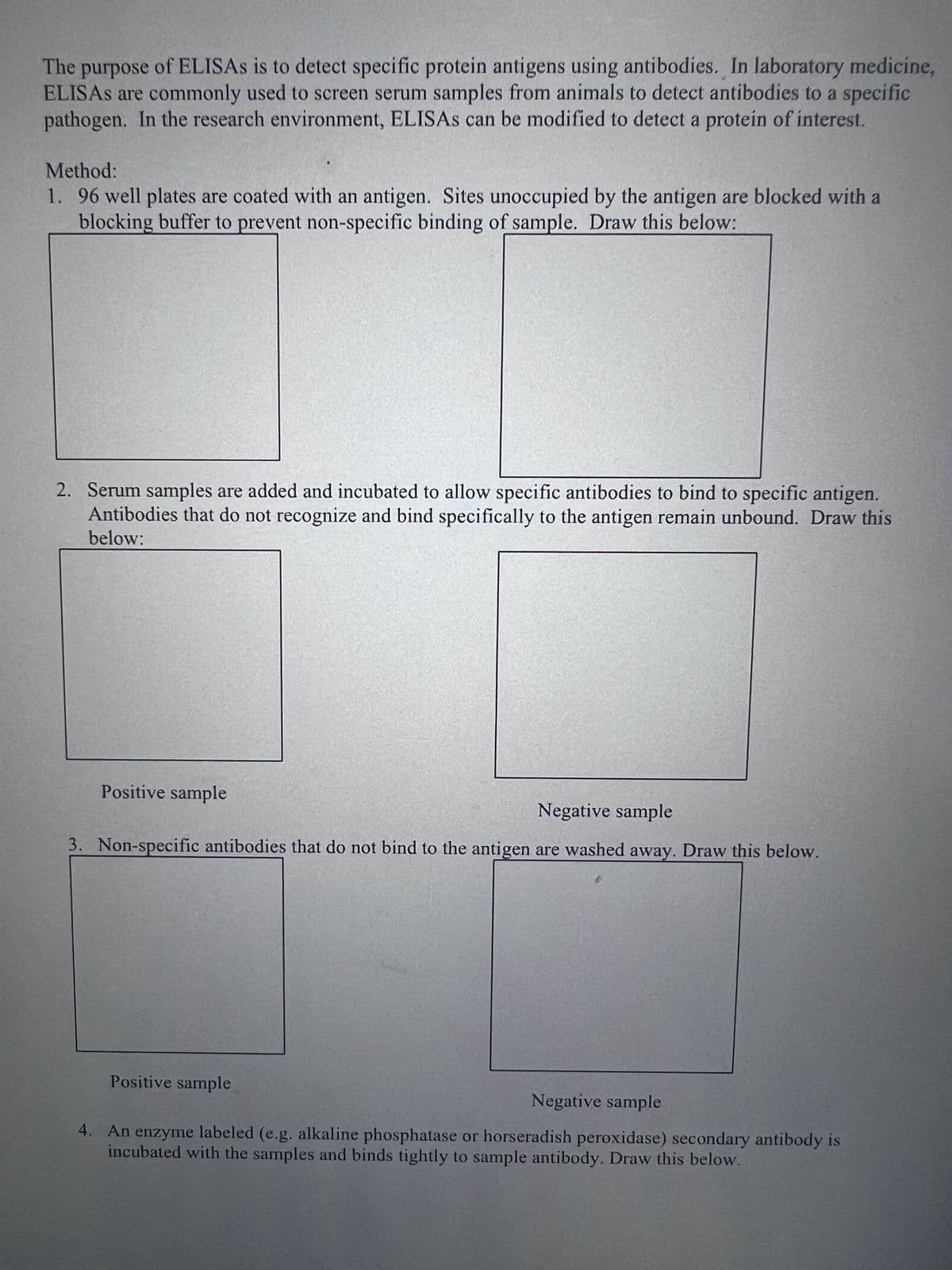 The purpose of ELISAS is to detect specific protein antigens using antibodies. In laboratory medicine,
ELISAS are commonly used to screen serum samples from animals to detect antibodies to a specific
pathogen. In the research environment, ELISAS can be modified to detect a protein of interest.
Method:
1. 96 well plates are coated with an antigen. Sites unoccupied by the antigen are blocked with a
blocking buffer to prevent non-specific binding of sample. Draw this below:
2. Serum samples are added and incubated to allow specific antibodies to bind to specific antigen.
Antibodies that do not recognize and bind specifically to the antigen remain unbound. Draw this
below:
Positive sample
Negative sample
3. Non-specific antibodies that do not bind to the antigen are washed away. Draw this below.
Positive sample
Negative sample
4. An enzyme labeled (e.g. alkaline phosphatase or horseradish peroxidase) secondary antibody is
incubated with the samples and binds tightly to sample antibody. Draw this below.