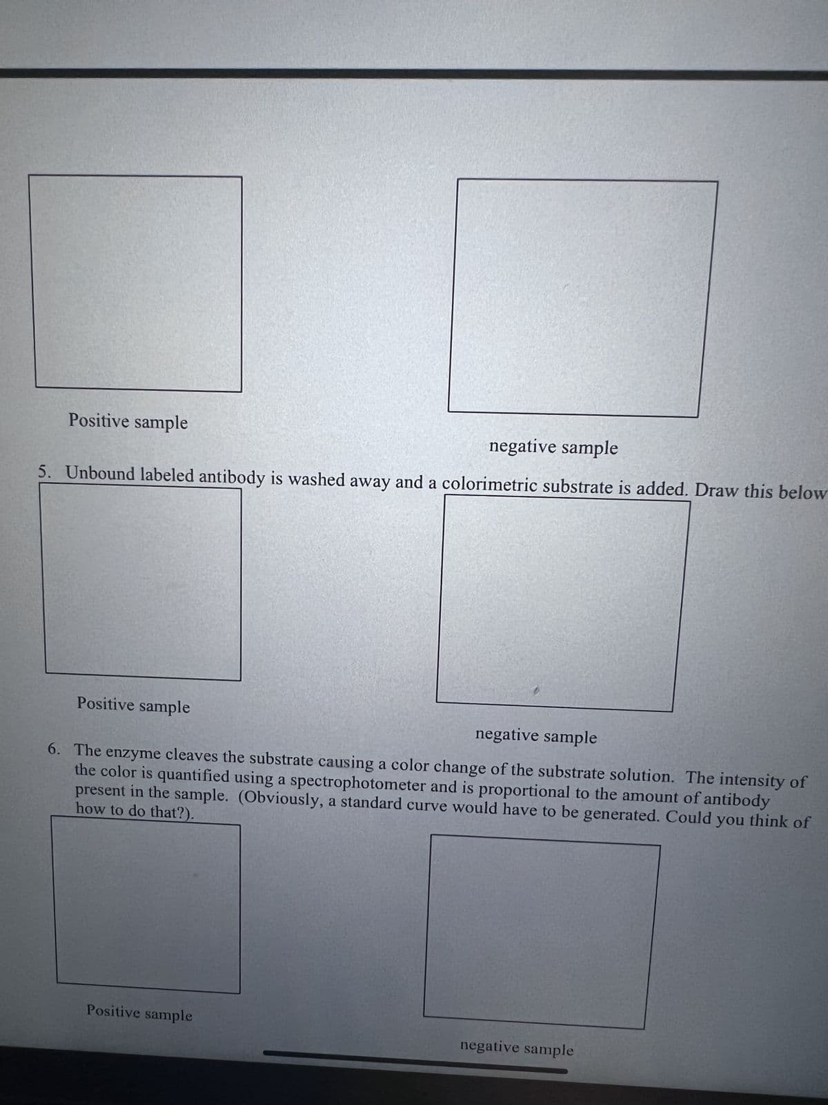 Positive sample
negative sample
5. Unbound labeled antibody is washed away and a colorimetric substrate is added. Draw this below
Positive sample
negative sample
6. The enzyme cleaves the substrate causing a color change of the substrate solution. The intensity of
the color is quantified using a spectrophotometer and is proportional to the amount of antibody
how to do that?).
present in the sample. (Obviously, a standard curve would have to be generated. Could you think of
Positive sample
negative sample