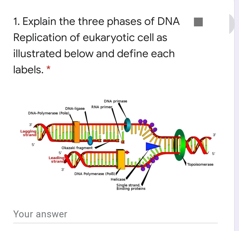 1. Explain the three phases of DNA
Replication of eukaryotic cell as
illustrated below and define each
labels. *
DNA primase
DNA-ligase
RNA primer
DNA-Polymerase (Pola),
3'
Lagging
strand
3'
5'
Okazaki fragment
5'
5'
Leading
strand
Topoisomerase
3'
DNA Polymerase (Pol6)/
Helicase
Single strand,
Binding proteins
Your answer
