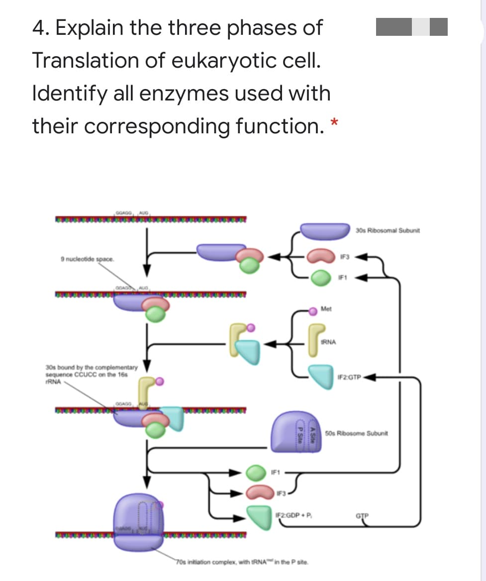 4. Explain the three phases of
Translation of eukaryotic cell.
Identify all enzymes used with
their corresponding function.
30s Ribosomal Subunit
9 nucleotide space.
IF3
Met
RNA
30s bound by the complementary
sequence cCuc on the 16s
RNA
IF2GTP
GGAG
50s Ribosome Subunit
IF1
IF3
IF2GDP + P.
GJP
70s initiation complex, with tRNAin the P site.
