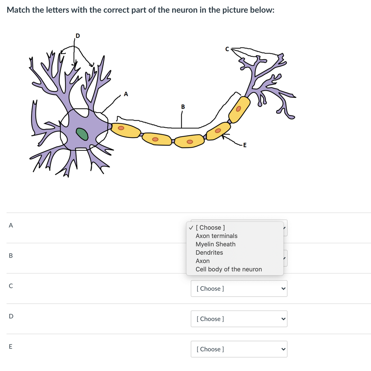 Match the letters with the correct part of the neuron in the picture below:
A
A
V [ Choose ]
Axon terminals
Myelin Sheath
Dendrites
Аxon
Cell body of the neuron
[ Choose ]
[ Choose ]
E
[ Choose ]
>
B.
