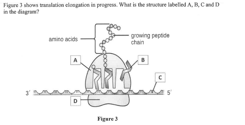 Figure 3 shows translation elongation in progress. What is the structure labelled A, B, C and D
in the diagram?
3'm
amino acids
A
D
Figure 3
growing peptide
chain
B
C
m 5'
in