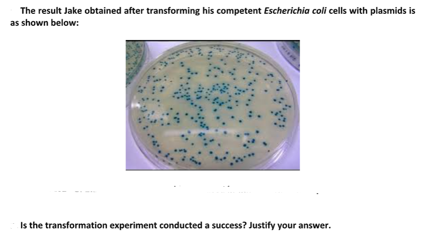 The result Jake obtained after transforming his competent Escherichia coli cells with plasmids is
as shown below:
Is the transformation experiment conducted a success? Justify your answer.