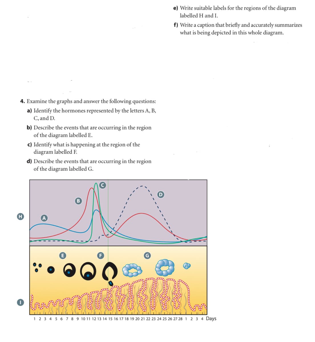 e) Write suitable labels for the regions of the diagram
labelled H and I.
f) Write a caption that briefly and accurately summarizes
what is being depicted in this whole diagram.
4. Examine the graphs and answer the following questions:
a) Identify the hormones represented by the letters A, B,
C, and D.
b) Describe the events that are occurring in the region
of the diagram labelled E.
c) Identify what is happening at the region of the
diagram labelled F.
d) Describe the events that are occurring in the region
of the diagram labelled G.
1 2 3 4 56 7 8 9 10 11 12 13 14 15 16 17 18 19 20 21 22 23 24 25 26 27 28 1 2 3 4 Days
