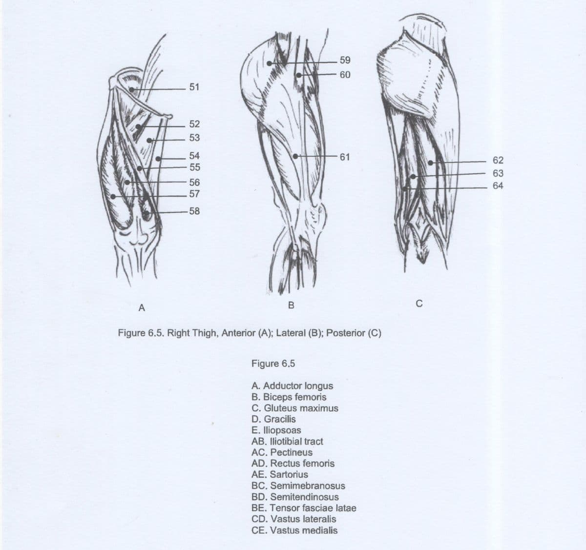 59
60
51
52
53
54
61
62
55
63
56
64
57
58
A
B
C
Figure 6.5. Right Thigh, Anterior (A); Lateral (B); Posterior (C)
Figure 6.5
A. Adductor longus
B. Biceps femoris
C. Gluteus maximus
D. Gracilis
E. lliopsoas
AB. Iliotibial tract
AC. Pectineus
AD. Rectus femoris
AE, Sartorius
BC. Semimebranosus
BD. Semitendinosus
BE. Tensor fasciae latae
CD. Vastus lateralis
CE. Vastus medialis
