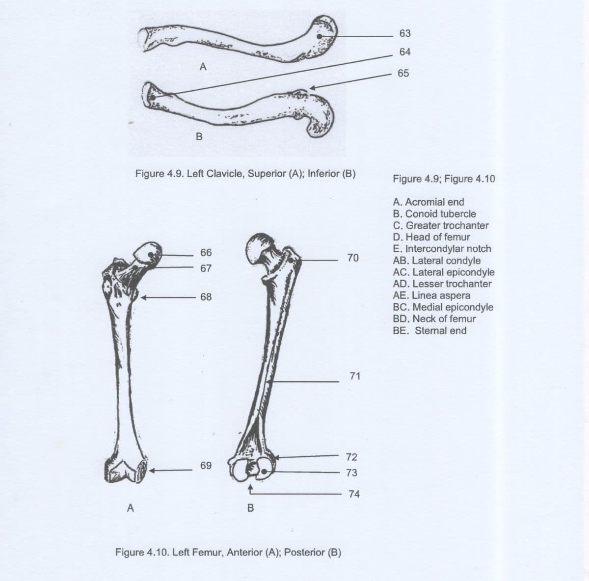 63
64
A
65
Figure 4.9. Left Clavicle, Superior (A); Inferior (B)
Figure 4.9; Figure 4.10
A. Acromial end
B. Conoid tubercle
C. Greater trochanter
D. Head of femur
E. Intercondylar notch
AB. Lateral condyle
AC. Lateral epicondyle
AD. Lesser trochanter
AE. Linea aspera
BC. Medial epicondyle
BD. Neck of femur
BE. Sternal end
66
70
67
68
71
72
69
73
74
Figure 4.10. Left Femur, Anterior (A); Posterior (B)
