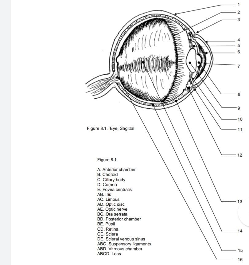 6.
10
Figure 8.1. Eye, Sagittal
11
12
Figure 8.1
A. Anterior chamber
B. Choroid
C. Ciliary body
D. Cornea
E. Fovea centralis
АВ. lris
AC. Limbus
13
AD. Optic disc
AE. Optic nerve
BC. Ora serrata
BD. Posterior chamber
BE. Pupil
CD. Retina
14
CE. Sclera
DE. Scleral venous sinus
ABC. Suspensory ligaments
ABD. Vitreous chamber
15
ABCD. Lens
16
