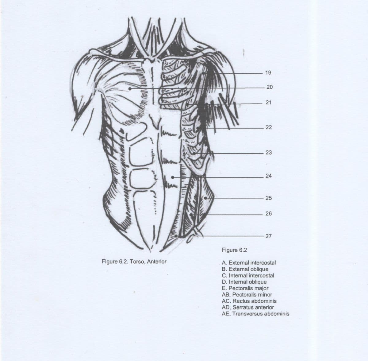 19
23
24
25
26
27
Figure 6.2
Figure 6.2. Torso, Anterior
A. External intercostal
B. External oblique
C. Internal intercostal
D. Internal oblique
E. Pectoralis major
AB. Pectoralis minor
AC. Rectus abdominis
AD. Serratus anterior
AE. Transversus abdominis
20
21
22
