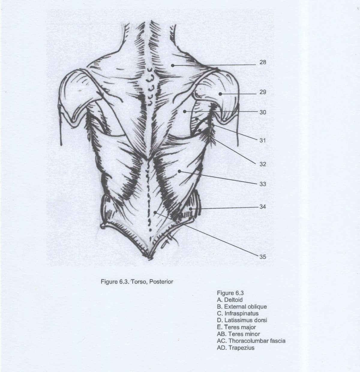 28
29
30
32
33
34
35
Figure 6.3. Torso, Posterior
Figure 6.3
A. Deltoid
B. External oblique
C, Infraspinatus
D. Latissimus dorsi
E. Teres major
AB. Teres minor
AC. Thoracolumbar fascia
AD. Trapezius
31
