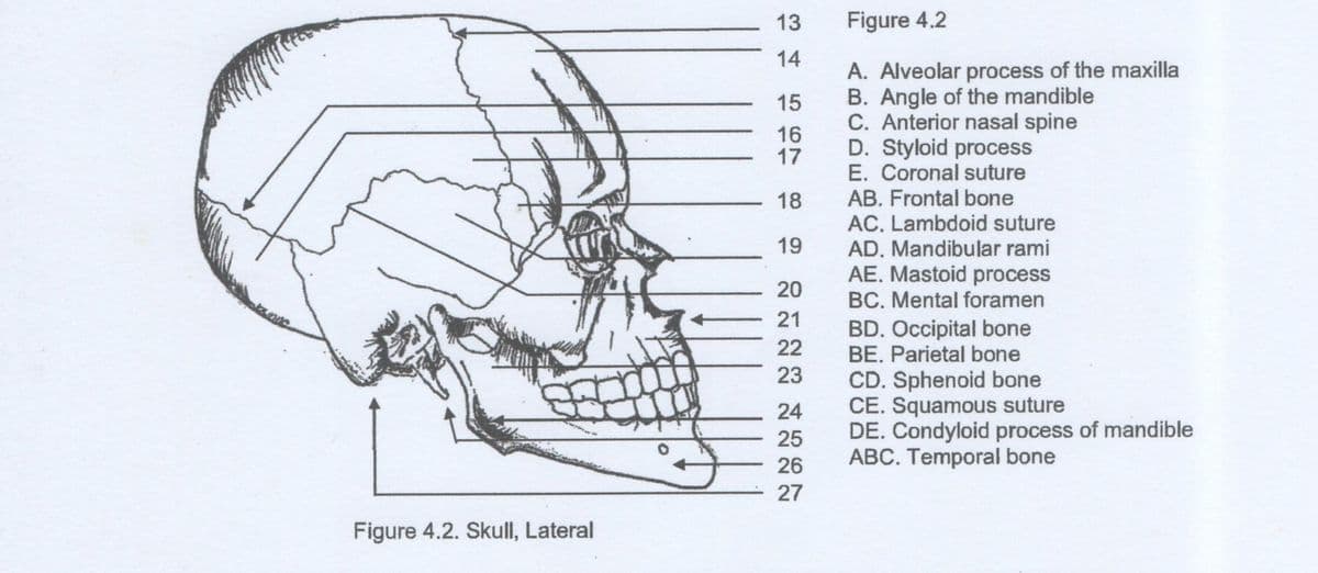 13
Figure 4.2
14
A. Alveolar process of the maxilla
B. Angle of the mandible
C. Anterior nasal spine
D. Styloid process
E. Coronal suture
AB. Frontal bone
AC. Lambdoid suture
AD. Mandibular rami
AE. Mastoid process
15
16
17
18
19
20
BC. Mental foramen
21
BD. Occipital bone
BE. Parietal bone
22
23
CD. Sphenoid bone
CE. Squamous suture
DE. Condyloid process of mandible
ABC. Temporal bone
24
25
26
27
Figure 4.2. Skull, Lateral
