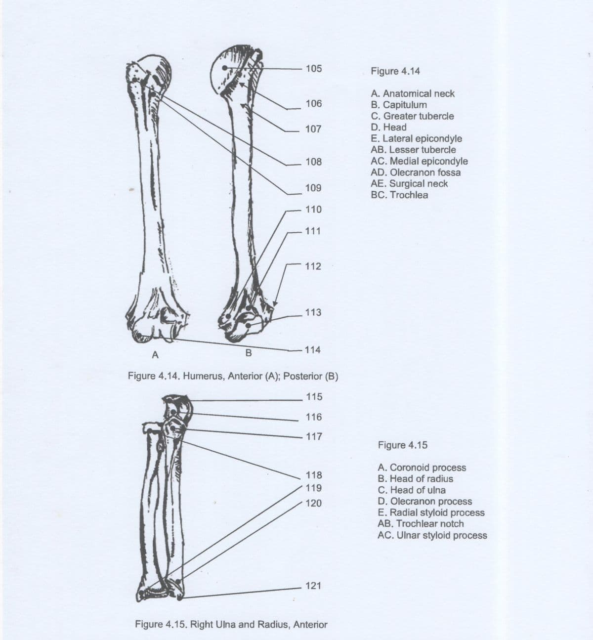 105
Figure 4.14
A. Anatomical neck
106
B. Capitulum
C. Greater tubercle
D. Head
E. Lateral epicondyle
107
AB. Lesser tubercle
108
AC. Medial epicondyle
AD. Olecranon fossa
AE. Surgical neck
BC. Trochlea
109
-110
111
112
113
B
-114
A
Figure 4.14. Humerus, Anterior (A); Posterior (B)
115
116
117
Figure 4.15
A. Coronoid process
118
B. Head of radius
C. Head of ulna
D. Olecranon process
E. Radial styloid process
119
120
AB. Trochlear notch
AC. Ulnar styloid process
121
Figure 4.15. Right Ulna and Radius, Anterior
