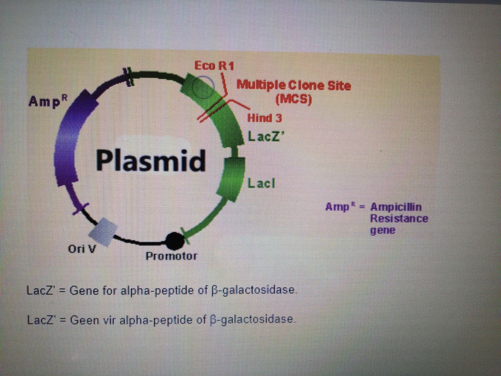 Eco R1
Multiple Clone Site
(MCS)
AmpR
Hind 3
LacZ"
Plasmid
Lacl
Amp = Ampicillin
Resistance
gene
Ori V
Promotor
