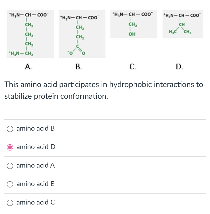 +H₂N-CH-COO™
1
CH₂
I
CH₂
1
CH₂
I
+H₂N-CH₂
A.
O amino acid B
amino acid D
amino acid A
amino acid E
+H₂N-CH-COO™
1
CH₂
T
O amino acid C
CH₂
1
C=0
B.
This amino acid participates in hydrophobic interactions to
stabilize protein conformation.
+H₂N-CH-COO™
I
CH₂
I
OH
C.
+H₂N-CH-COO™
I
CH
H₂C CH3
D.