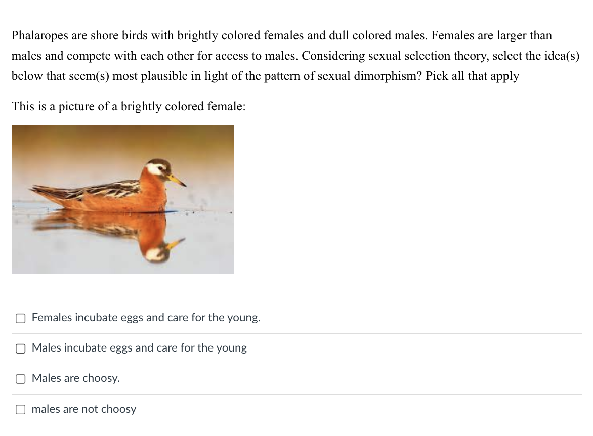Phalaropes are shore birds with brightly colored females and dull colored males. Females are larger than
males and compete with each other for access to males. Considering sexual selection theory, select the idea(s)
below that seem(s) most plausible in light of the pattern of sexual dimorphism? Pick all that apply
This is a picture of a brightly colored female:
O Females incubate eggs and care for the young.
Males incubate eggs and care for the young
Males are choosy.
males are not choosy