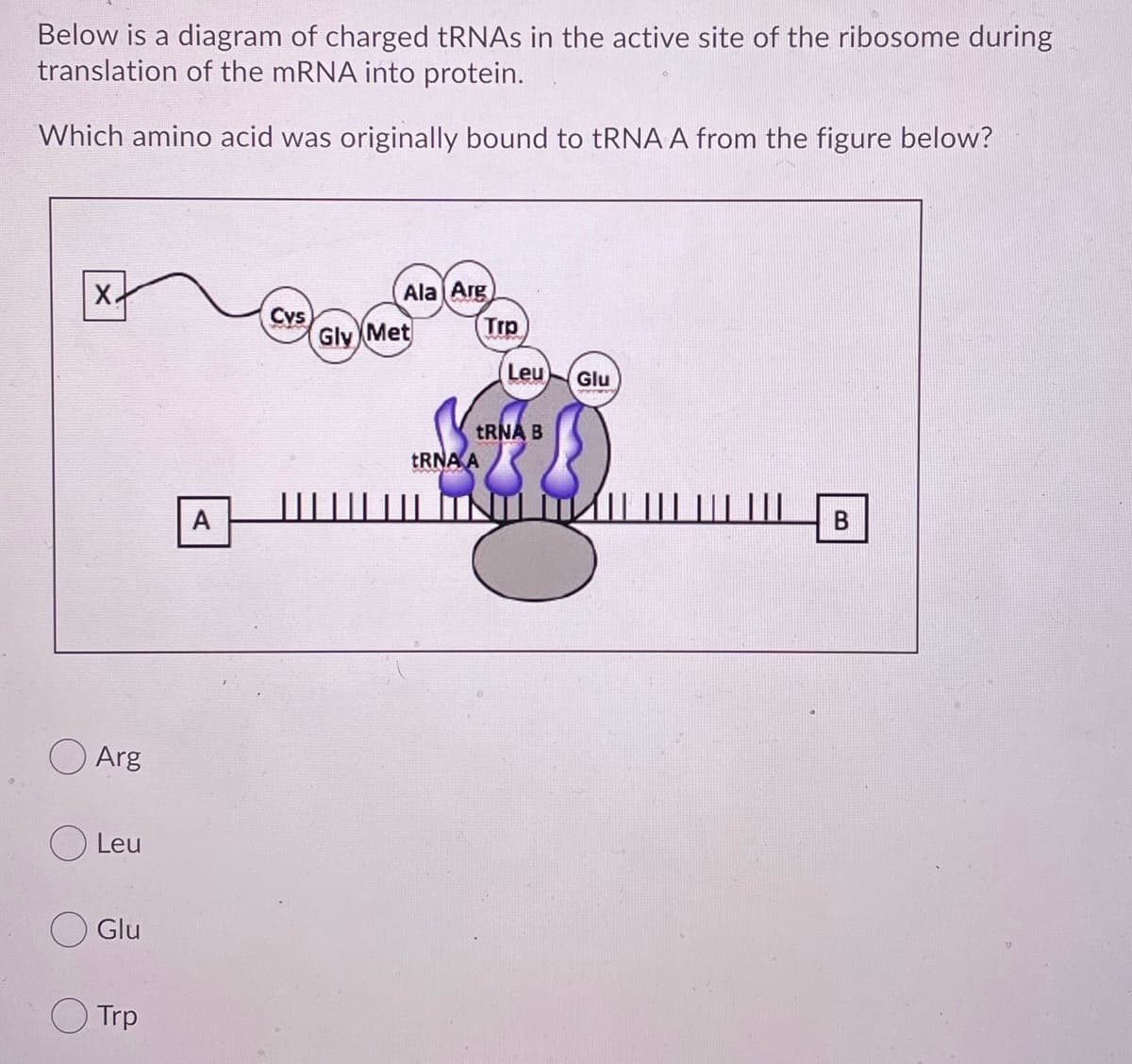 Below is a diagram of charged TRNAS in the active site of the ribosome during
translation of the mRNA into protein.
Which amino acid was originally bound to tRNA A from the figure below?
X.
Ala Arg
Cys
Gly Met
Trp
Leu
Glu
TRNA B
TRNA A
A
TIND
O Arg
O Leu
Glu
O Trp
