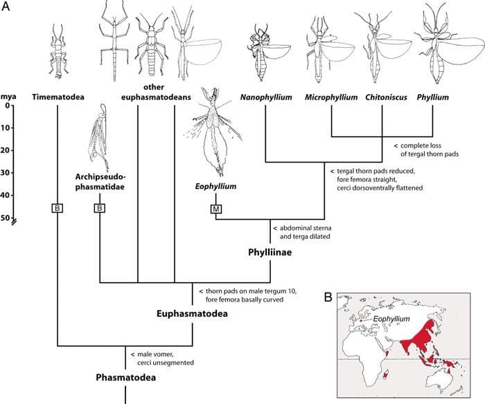 A
other
Timematodea
mya
01
euphasmatodeans
Nanophyllium Microphyllium Chitoniscus Phyllium
10
20-
< complete loss
of tergal thorn pads
< tergal thorn pads reduced,
fore femora straight,
cerci dorsoventrally flattened
30-
Archipseudo-
phasmatidae
Eophyllium
40-
B
soy
< abdominal sterna
and terga dilated
Phylliinae
< thorn pads on male tergum 10,
fore femora basally curved
В
Euphasmatodea
Eophyllium
< male vomer,
cerci unsegmented
Phasmatodea

