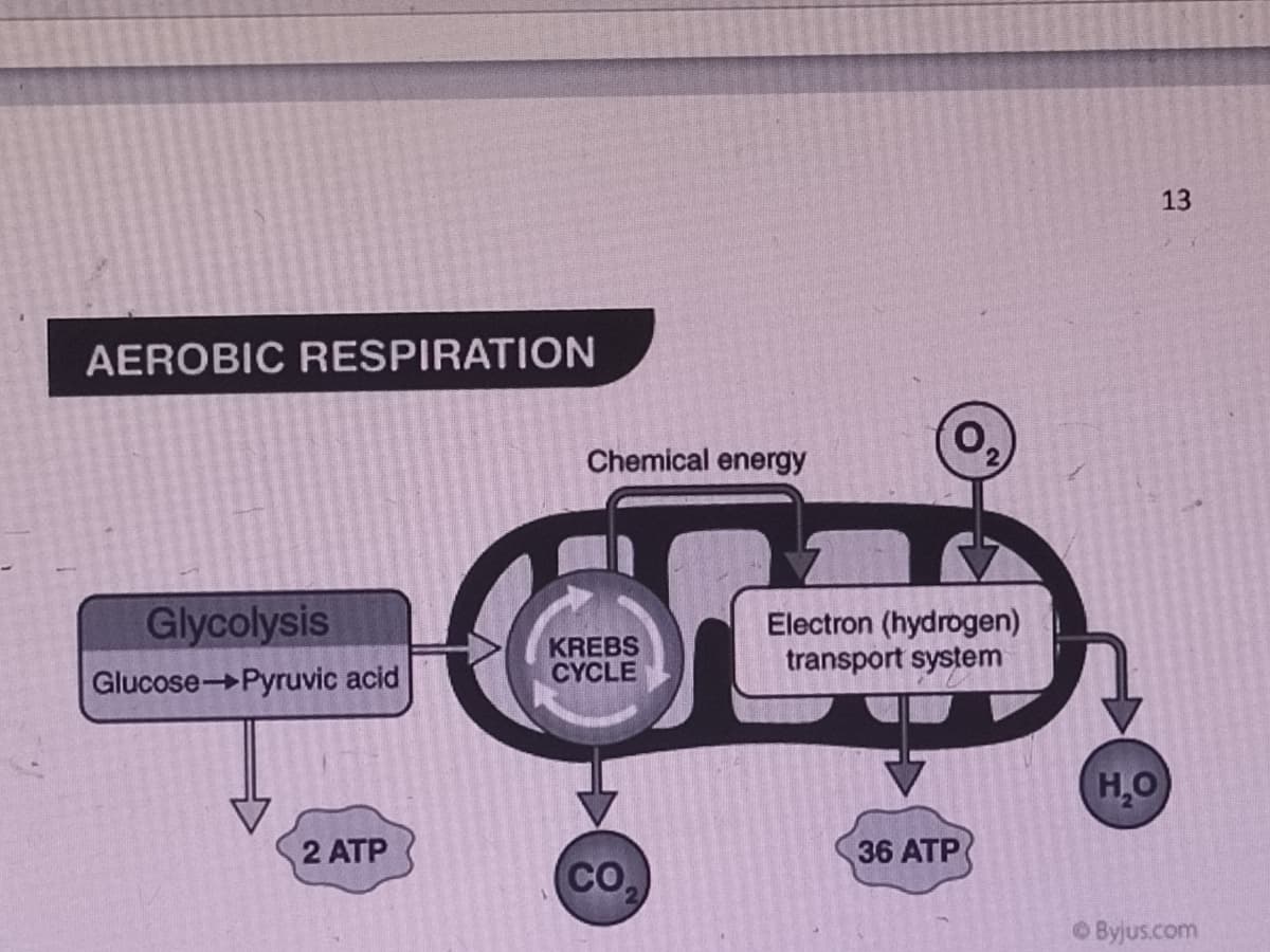 13
AEROBIC RESPIRATION
Chemical energy
Glycolysis
KREBS
CYCLE
Electron (hydrogen)
transport system
Glucose Pyruvic acid
H.O
2 ATP
36 ATP
(co,
OByjus.com
