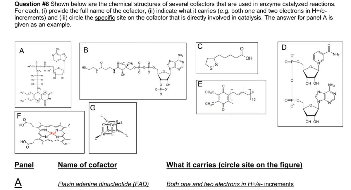 Question #8 Shown below are the chemical structures of several cofactors that are used in enzyme catalyzed reactions.
For each, (i) provide the full name of the cofactor, (ii) indicate what it carries (e.g. both one and two electrons in H+/e-
increments) and (iii) circle the specific site on the cofactor that is directly involved in catalysis. The answer for panel A is
given as an example.
C
D
NH₂
A
B
NH₂
NH₂
OH
OH3C CH3
Lofo
O
Na
OCH₂ O Na
HO
-H
HO
-H
HO
-H
CH₂
H₂C.
sofer
NH
H₂C
F
HO
НО,
Panel
A
HO
OH
HS.
OH
Fe-SL
S-Fe
is-1 - Fe.....
Fe-S
·L
Name of cofactor
Flavin adenine dinucleotide (FAD)
G
OH
E
8-8
-0.
O
O=P-O
CH3O.
H
it
10
CH₂O
What it carries (circle site on the figure)
Both one and two electrons in H+/e- increments
O=P-O.
ОН ОН
OH OH
NH₂
N