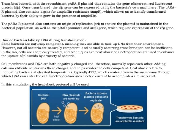 Transform bacteria with the recombinant PARA-R plasmid that contains the gene of interest, red fluorescent
protein (rfp). Once transformed, the rfp gene can be expressed using the bacteria's own machinery. The PARA-
R plasmid also contains a gene for ampicillin resistance (ampR), which allows us to identify transformed
bacteria by their ability to grow in the presence of ampicillin.
The PARA-R plasmid also contains an origin of replication (ori) to ensure the plasmid is maintained in the
bacterial population, as well as the PBAD promoter and araC gene, which regulate expression of the rfp gene.
How do bacteria take up DNA during transformation?
Some bacteria are naturally competent, meaning they are able to take up DNA from their environment.
However, not all bacteria are naturally competent, and naturally occurring transformation can be inefficient.
In the lab, cells are chemically treated, and techniques like heat shock or electroporation are used to enhance
the uptake of plasmids by a variety of bacteria.
Cell membranes and DNA are both negatively charged and, therefore, normally repel each other. Adding
calcium chloride neutralizes these charges and helps render the cells competent. Heat shock refers to
incubating bacteria at elevated temperatures, typically 42°C, which creates holes in the membrane through
which DNA can enter the cell. Electroporation uses electric current to accomplish a similar result.
In this simulation, the heat shock protocol will be used.
DNA plasmids
are taken up
Bacteria express
plasmid genes and
replicate
Bacterial
DNA
->
heat
Transformed bacteria
are antibiotic resistant
shock
