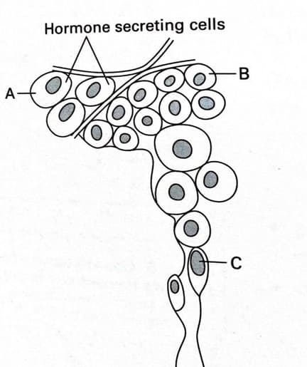 Hormone secreting cells
-B
A-
C
