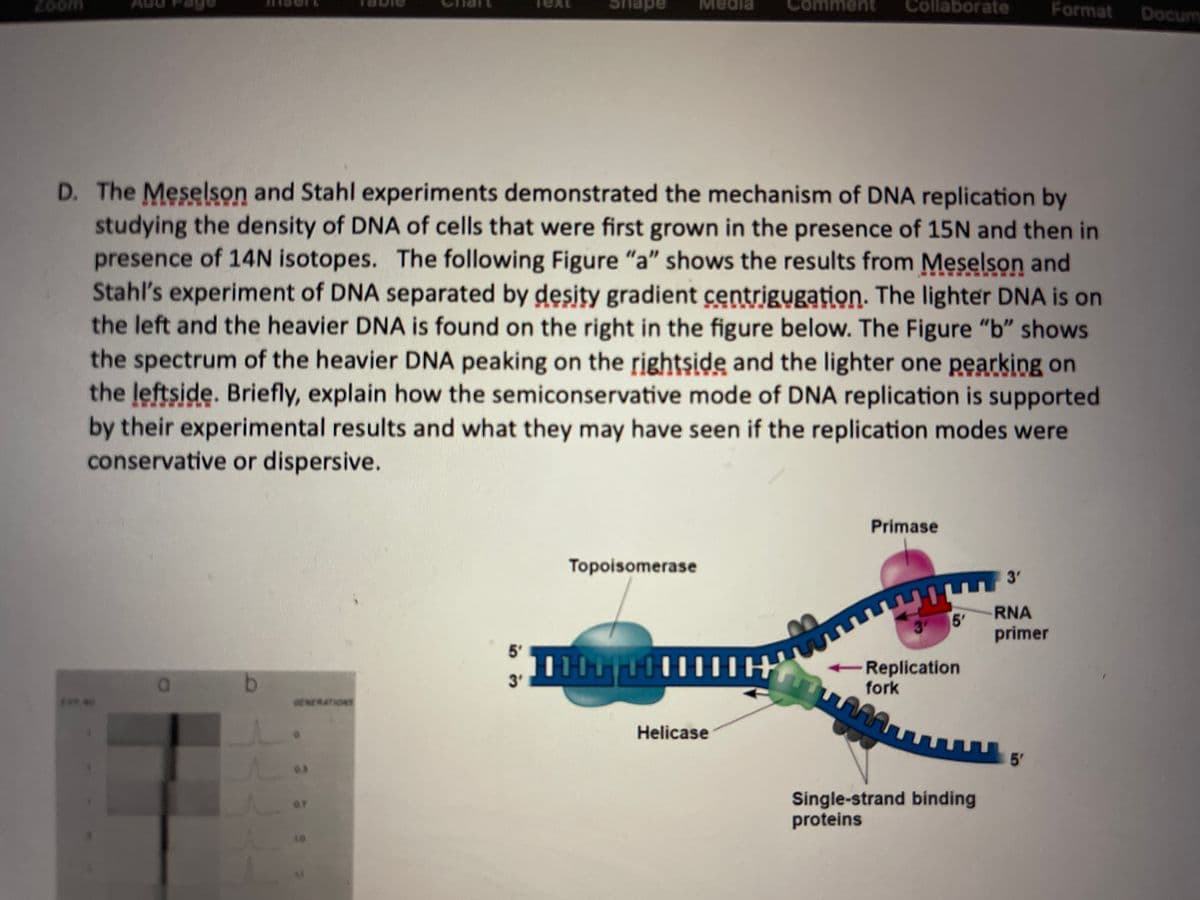 ****0
b
D. The Meselson and Stahl experiments demonstrated the mechanism of DNA replication by
studying the density of DNA of cells that were first grown in the presence of 15N and then in
presence of 14N isotopes. The following Figure "a" shows the results from Meselson and
Stahl's experiment of DNA separated by desity gradient centrigugation. The lighter DNA is on
the left and the heavier DNA is found on the right in the figure below. The Figure "b" shows
the spectrum of the heavier DNA peaking on the rightside and the lighter one pearking on
the leftside. Briefly, explain how the semiconservative mode of DNA replication is supported
by their experimental results and what they may have seen if the replication modes were
conservative or dispersive.
GENERATIONS
L.
in i
3'
Media
Topoisomerase
||||||||||||
comment Collaborate
Helicase
Primase
3 5'
Replication
fork
AMAT
Single-strand binding
proteins
3'
RNA
primer
Format Docum
5'