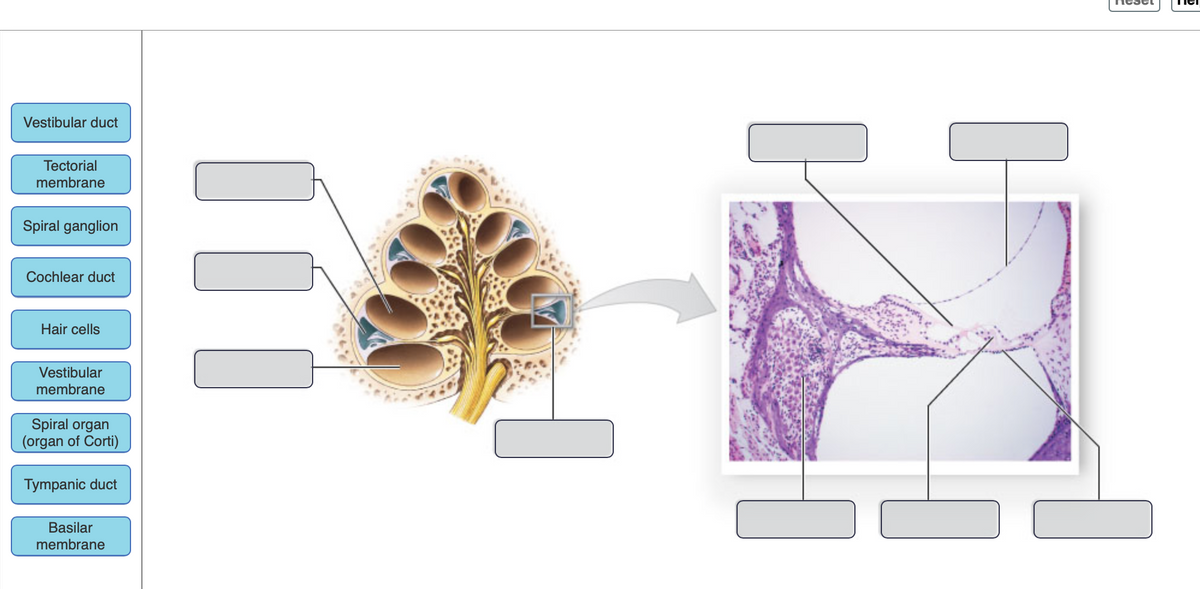 Vestibular duct
Tectorial
membrane
Spiral ganglion
Cochlear duct
Hair cells
Vestibular
membrane
Spiral organ
(organ of Corti)
Tympanic duct
Basilar
membrane
