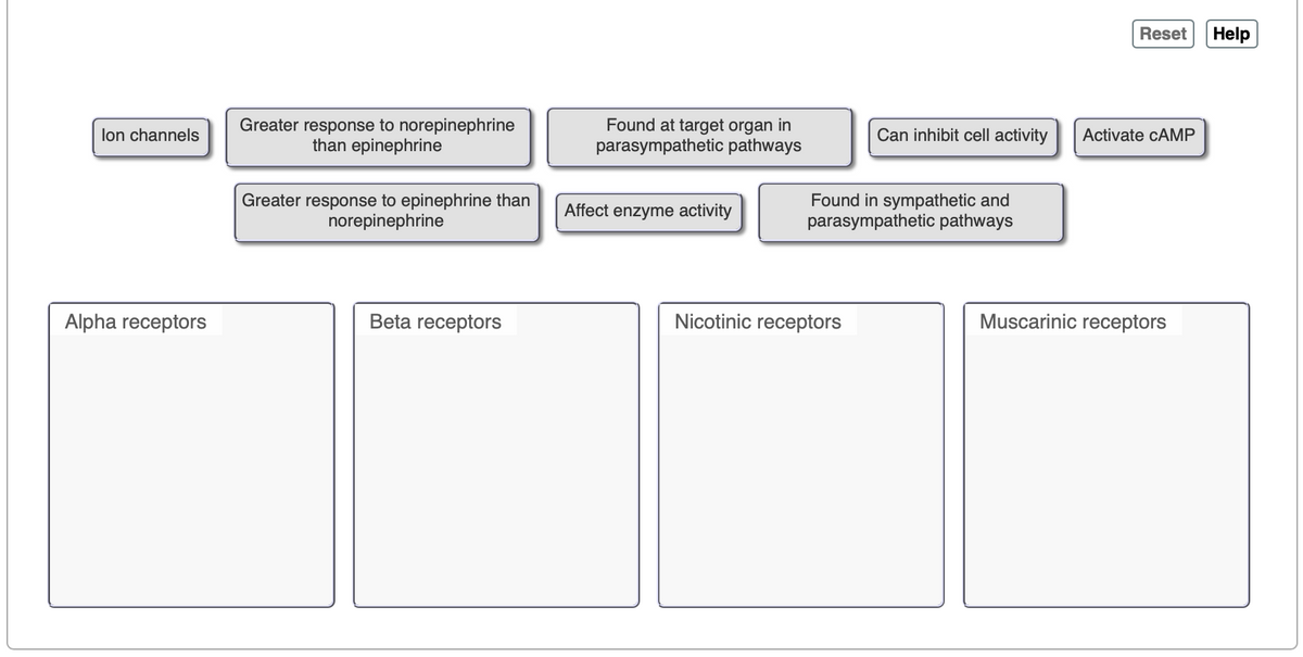 Reset
Help
lon channels
Greater response to norepinephrine
than epinephrine
Found at target organ in
parasympathetic pathways
Can inhibit cell activity
Activate CAMP
Greater response to epinephrine than
norepinephrine
Found in sympathetic and
parasympathetic pathways
Affect enzyme activity
Alpha receptors
Beta receptors
Nicotinic receptors
Muscarinic receptors
