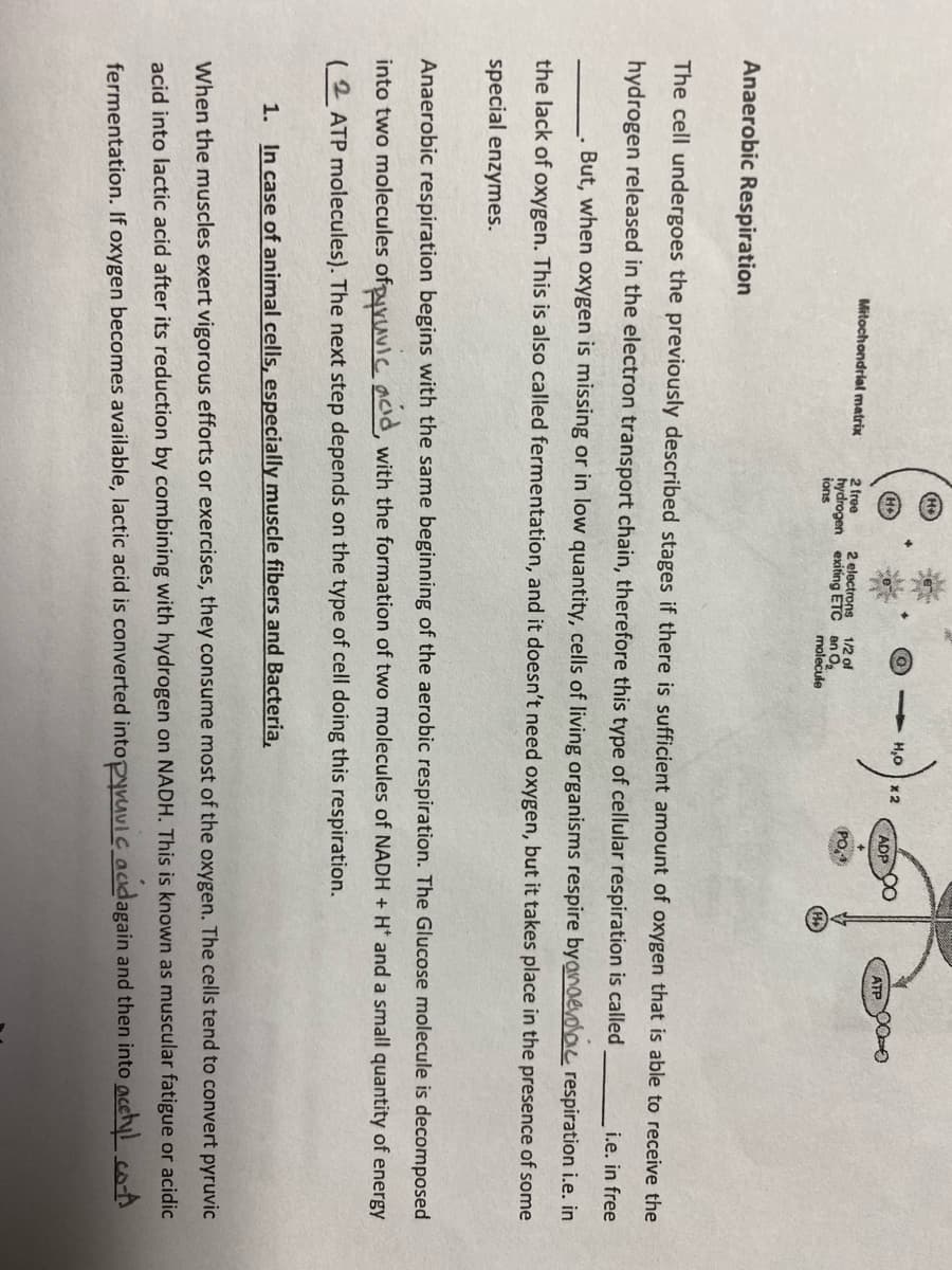 (H+
> H,0 x 2
ADP
ATP
Mitochondrial matrix
2 free
2 electrons
1/2 of
hydrogen exiting ETC an Og
molecule
PO,
ions
Anaerobic Respiration
The cell undergoes the previously described stages if there is sufficient amount of oxygen that is able to receive the
hydrogen released in the electron transport chain, therefore this type of cellular respiration is called
i.e. in free
But, when oxygen is missing or in low quantity, cells of living organisms respire byanoevoloc respiration i.e. in
the lack of oxygen. This is also called fermentation, and it doesn't need oxygen, but it takes place in the presence of some
special enzymes.
Anaerobic respiration begins with the same beginning of the aerobic respiration. The Glucose molecule is decomposed
into two molecules ofpyyAvle acid, with the formation of two molecules of NADH + H* and a small quantity of energy
(2 ATP molecules). The next step depends on the type of cell doing this respiration.
1. In case of animal cells, especially muscle fibers and Bacteria,
When the muscles exert vigorous efforts or exercises, they consume most of the oxygen. The cells tend to convert pyruvic
acid into lactic acid after its reduction by combining with hydrogen on NADH. This is known as muscular fatigue or acidic
fermentation. If oxygen becomes available, lactic acid is converted intopyvuvic acdagain and then into acetylco-A
