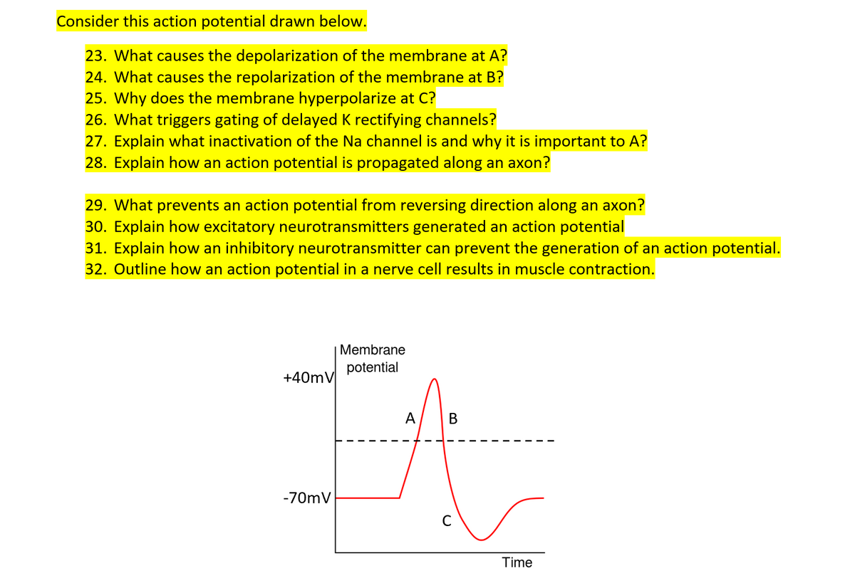 Consider this action potential drawn below.
23. What causes the depolarization of the membrane at A?
24. What causes the repolarization of the membrane at B?
25. Why does the membrane hyperpolarize at C?
26. What triggers gating of delayed K rectifying channels?
27. Explain what inactivation of the Na channel is and why it is important to A?
28. Explain how an action potential is propagated along an axon?
29. What prevents an action potential from reversing direction along an axon?
30. Explain how excitatory neurotransmitters generated an action potential
31. Explain how an inhibitory neurotransmitter can prevent the generation of an action potential.
32. Outline how an action potential in a nerve cell results in muscle contraction.
Membrane
potential
+40mV
A
-70mV
C
Time
B.
