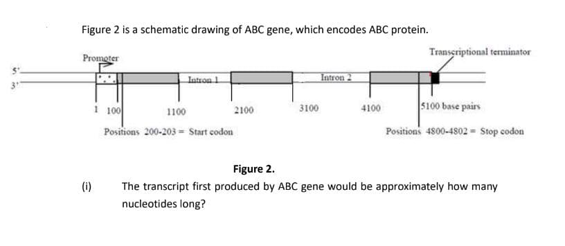 Figure 2 is a schematic drawing of ABC gene, which encodes ABC protein.
Transeriptional terminator
Promoter
Intron 1
Intron 2
1 100
s100 base pairs
1100
2100
3100
4100
Positions 200-203 = Start codon
Positions 4800-4802 = Stop codon
Figure 2.
(i)
The transcript first produced by ABC gene would be approximately how many
nucleotides long?
