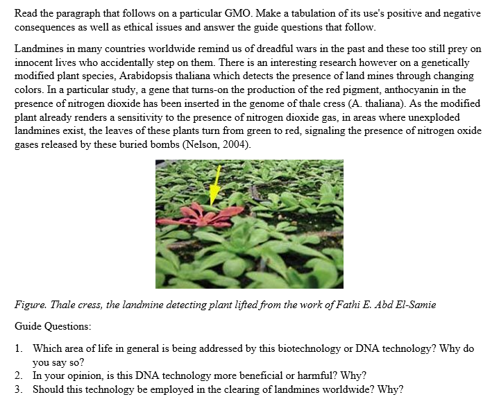 Read the paragraph that follows on a particular GMO. Make a tabulation of its use's positive and negative
consequences as well as ethical issues and answer the guide questions that follow.
Landmines in many countries worldwide remind us of dreadful wars in the past and these too still prey on
innocent lives who accidentally step on them. There is an interesting research however on a genetically
modified plant species, Arabidopsis thaliana which detects the presence of land mines through changing
colors. In a particular study, a gene that turns-on the production of the red pigment, anthocyanin in the
presence of nitrogen dioxide has been inserted in the genome of thale cress (A. thaliana). As the modified
plant already renders a sensitivity to the presence of nitrogen dioxide gas, in areas where unexploded
landmines exist, the leaves of these plants turn from green to red, signaling the presence of nitrogen oxide
gases released by these buried bombs (Nelson, 2004).
Figure. Thale cress, the landmine detecting plant lifted from the work of Fathi E. Abd El-Samie
Guide Questions:
1. Which area of life in general is being addressed by this biotechnology or DNA technology? Why do
you say so?
2.
In your opinion, is this DNA technology more beneficial or harmful? Why?
3.
Should this technology be employed in the clearing of landmines worldwide? Why?