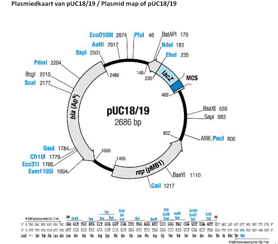 Plasmiedkaart van pUC18/19 / Plasmid map of pUC18/19
Eco01091 2674
Pfol 46
BstAPI 179
Aatll 2617
Ndel 183
Sspl 2501,
Ehel 235
Pdml 2294,
Bcgl 2215.
Scal 2177
146/
236
lacz
2486
MCS
469
BsaXI 659
PUC18/19
2686 bp
Sapl 683
852.
AfllII, Pscl 806
Gsul 1784.
1626
Cfr101 1779.
Eco311 1766-
Eam11051 1694
1466
rep (pMB1)
BseYl 1110
\Cail 1217
Ed13EI
Eco241
Sacl
Hincl
Eced Acc65
Sral Kan
399
Hirdll
MISUC aqerong pirer (20, 17-na
5' G TAA ANC GAC GGC CAG 1GC CAA GCT TGC ATG CCT GCA GGI CGA CTC TAG AGG ATC CCC GGG TAC CGA GCT CGA ATT CoT AAT CAI cer CAT AGC IGI 1IC CIG 3'
Pael
Xbal
BarHI
Xapl
3 C ATT ITG CTG CG
HOG GTT CGA ACG TẠC GGA CGT CCA GCT GAG ATC TCC TAG GGG CCC ATG
CGA GCT TAA GCA ITA GTA CCA GIA TCG ACA AAG GAC 5
Lacz - Val Val Ala Lou Ala Leu Ser Ala His Arg Cys Thr Ser Glu Leu Pro Asp Gly Pro Val Ser Ser Ser Asn Thr lle Met Thr Met
bla (Ap)
