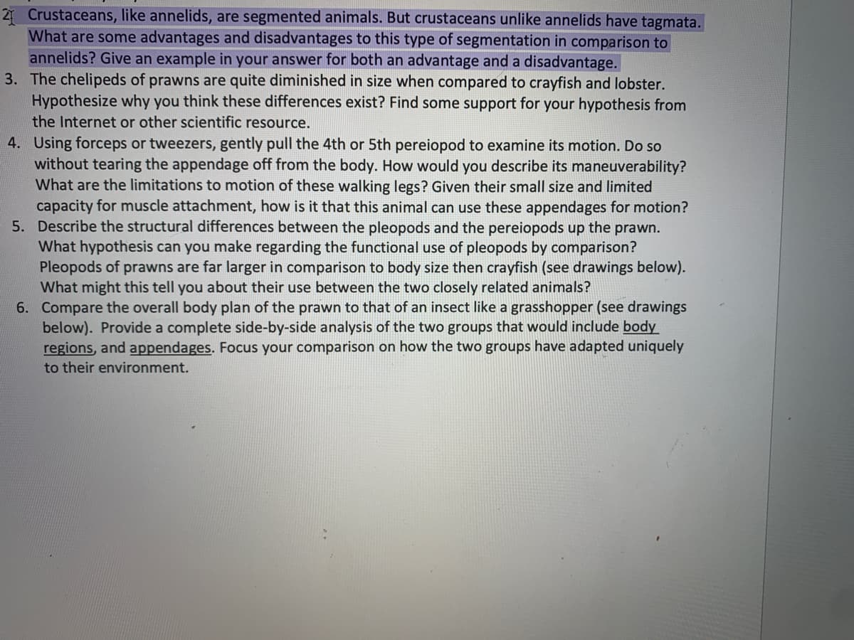 7 Crustaceans, like annelids, are segmented animals. But crustaceans unlike annelids have tagmata.
What are some advantages and disadvantages to this type of segmentation in comparison to
annelids? Give an example in your answer for both an advantage and a disadvantage.
3. The chelipeds of prawns are quite diminished in size when compared to crayfish and lobster.
Hypothesize why you think these differences exist? Find some support for your hypothesis from
the Internet or other scientific resource.
4. Using forceps or tweezers, gently pull the 4th or 5th pereiopod to examine its motion. Do so
without tearing the appendage off from the body. How would you describe its maneuverability?
What are the limitations to motion of these walking legs? Given their small size and limited
capacity for muscle attachment, how is it that this animal can use these appendages for motion?
5. Describe the structural differences between the pleopods and the pereiopods up the prawn.
What hypothesis can you make regarding the functional use of pleopods by comparison?
Pleopods of prawns are far larger in comparison to body size then crayfish (see drawings below).
What might this tell you about their use between the two closely related animals?
6. Compare the overall body plan of the prawn to that of an insect like a grasshopper (see drawings
below). Provide a complete side-by-side analysis of the two gr
regions, and appendages. Focus your comparison on how the two groups have adapted uniquely
ps that would include body
to their environment.
