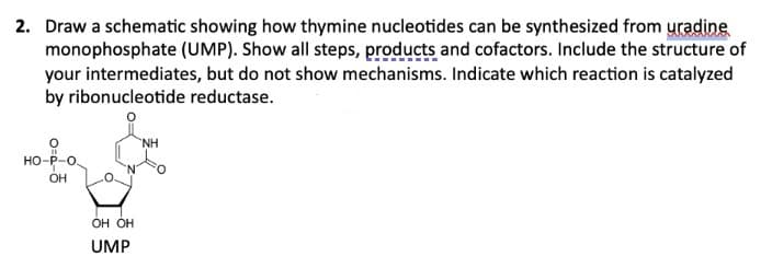 2. Draw a schematic showing how thymine nucleotides can be synthesized from uradine
monophosphate (UMP). Show all steps, products and cofactors. Include the structure of
your intermediates, but do not show mechanisms. Indicate which reaction is catalyzed
by ribonucleotide reductase.
HO-
OH
OH OH
UMP
NH