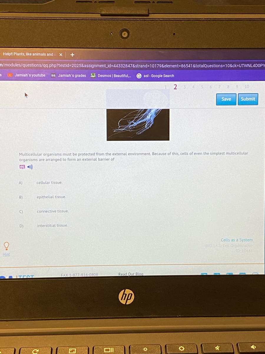 Help! Plants, like animals and c X
m/modules/questions/qq.php?testid%3D2025&assignment_id3D44332847&strand=10179&element=86541&totalQuestions=10&ck=UTWNL4DOPY
D Jamiah's youtube
Sis Jamiah's grades Desmos | Beautiful,
G asl- Google Search
2 3 4 5 6
Save
Submit
Multicellular organisms must be protected from the external environment. Because of this, cells of even the simplest multicellular
organisms are arranged to form an external barrier of
es 4)
A)
cellular tissue
B)
epithelial tissue.
C)
connective tissue.
D)
interstitial tissue.
Cells as a System
BID 1A S Cell Organization
0-10441
Hint
FAX 1-877-816-0808
Read Our Blog
hp
