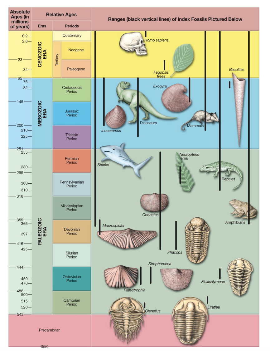 Absolute
Ages (in
millions
of years)
Relative Ages
Ranges (black vertical lines) of Index Fossils Pictured Below
Eras
Periods
0.2-
Quaternary
2.6–
Homo sapiens
Neogene
23
34-
Paleogene
Baculites
Fagopsis
trees
65
76–
Exogyra
Cretaceous
Period
82-
145
Jurassic
Period
Dinosaurs
200
210-
Mammals
Inoceramus
Triassic
Period
225–
2555-
Neuropteris
ferns
Permian
Period
Sharks
280–
-299
Reptiles
Pennsylvanian
Period
300-
310-
-318
Mississippian
Period
Chonetes
359
365-
Amphibians
Mucrospirifer
Devonian
Period
397-
-416
425-
Phacops
Silurian
Period
Strophomena
-444
Ordovician
Period
450-
470-
Flexicalymene
Platystrophia
488
500-
Cambrian
Period
515–
520-
Elrathia
Olenellus
543
Precambrian
4550
PALEOZOIC
ERA
MESOZOIC
ERA
ERA
DIOZON3)
