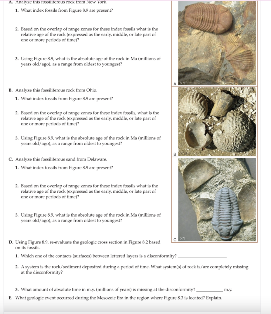 A. Analyze this fossiliferous rock from New York.
1. What index fossils from Figure 8.9 are present?
2. Based on the overlap of range zones for these index fossils what is the
relative age of the rock (expressed as the early, middle, or late part of
one or more periods of time)?
3. Using Figure 8.9, what is the absolute age of the rock in Ma (millions of
years old/ago), as a range from oldest to youngest?
B. Analyze this fossiliferous rock from Ohio.
1. What index fossils from Figure 8.9 are present?
2. Based on the overlap of range zones for these index fossils, what is the
relative age of the rock (expressed as the early, middle, or late part of
one or more periods of time)?
3. Using Figure 8.9, what is the absolute age of the rock in Ma (millions of
years old/ago), as a range from oldest to youngest?
C. Analyze this fossiliferous sand from Delaware.
1. What index fossils from Figure 8.9 are present?
2. Based on the overlap of range zones for these index fossils what is the
relative age of the rock (expressed as the early, middle, or late part of
one or more periods of time)?
3. Using Figure 8.9, what is the absolute age of the rock in Ma (millions of
years old/ago), as a range from oldest to youngest?
C X1
D. Using Figure 8.9, re-evaluate the geologic cross section in Figure 8.2 based
on its fossils.
1. Which one
the contacts (surfaces) between lette
layers is a disconformity? .
2. A system is the rock/sediment deposited during a period of time. What system(s) of rock is/are completely missing
at the disconformity?
3. What amount of absolute time in m.y. (millions of years) is missing at the disconformity?
m.y.
E. What geologic event occurred during the Mesozoic Era in the region where Figure 8.3 is located? Explain.
