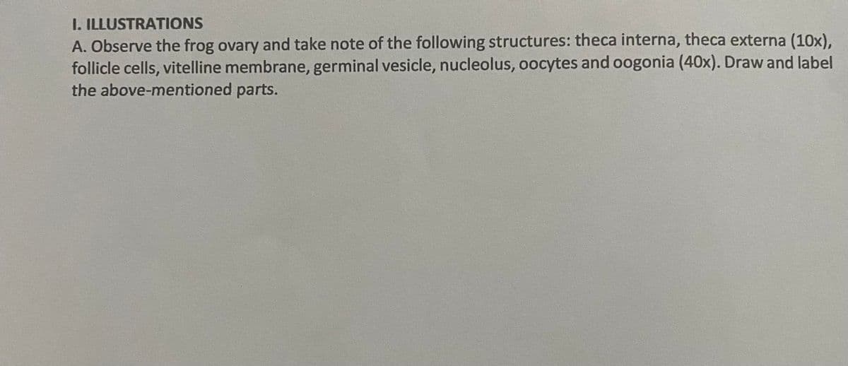 I. ILLUSTRATIONS
A. Observe the frog ovary and take note of the following structures: theca interna, theca externa (10x),
follicle cells, vitelline membrane, germinal vesicle, nucleolus, oocytes and oogonia (40x). Draw and label
the above-mentioned parts.