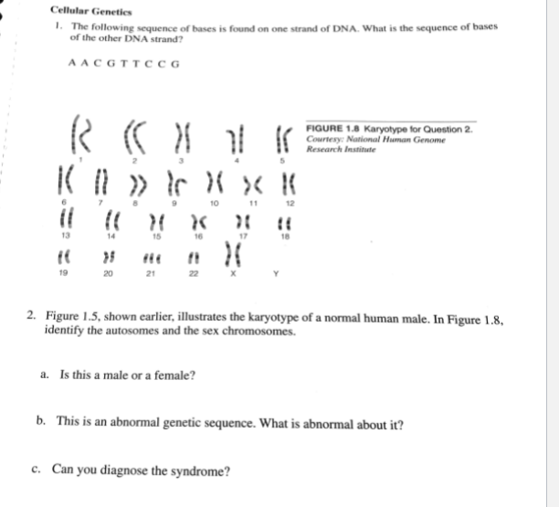 Cellular Genetics
1. The following sequence of bases is found on one strand of DNA. What is the sequence of bases
of the other DNA strand?
AACGTTCCG
R ( X 1 K
11 » } XXK
11
13
((
19
14
}
20
X1 X
15
16
21
(1
10
a. Is this a male or a female?
17
}(
2. Figure 1.5, shown earlier, illustrates the karyotype of a normal human male. In Figure 1.8,
identify the autosomes and the sex chromosomes.
FIGURE 1.8 Karyotype for Question 2.
Courtesy: National Human Genome
Research Institute
c. Can you diagnose the syndrome?
b. This is an abnormal genetic sequence. What is abnormal about it?