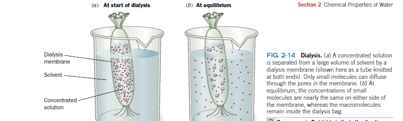 (a) At start of dialysis
(b) At equilibrium
Section 2 Chemical Properties of Water
FIG. 2-14 Dialysis. (a) A concentrated solution
is separated from a large volume of solvent by a
dialysis membrane (shown here as a tube knotted
at both ends). Only small molecules can diffuse
through the pores in the membrane. (b) At
equilibrium, the concentrations of small
molecules are nearly the same on either side of
the membrane, whereas the macromolecules
remain inside the dialysis bag.
Dialysis
membrane
Solvent -
Concentrated
solution
