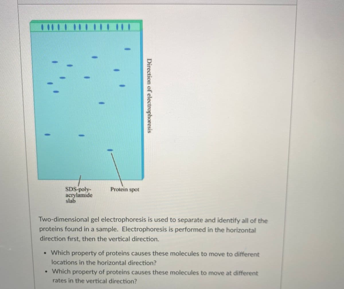 SDS-poly-
Protein spot
acrylamide
slab
Two-dimensional gel electrophoresis is used to separate and identify all of the
proteins found in a sample. Electrophoresis is performed in the horizontal
direction first, then the vertical direction.
Which property of proteins causes these molecules to move to different
locations in the horizontal direction?
• Which property of proteins causes these molecules to move at different
rates in the vertical direction?
Direction of electrophoresis
