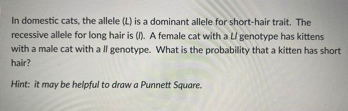 In domestic cats, the allele (L) is a dominant allele for short-hair trait. The
recessive allele for long hair is (I). A female cat with a LI genotype has kittens
with a male cat with a II genotype. What is the probability that a kitten has short
hair?
Hint: it may be helpful to draw a Punnett Square.
